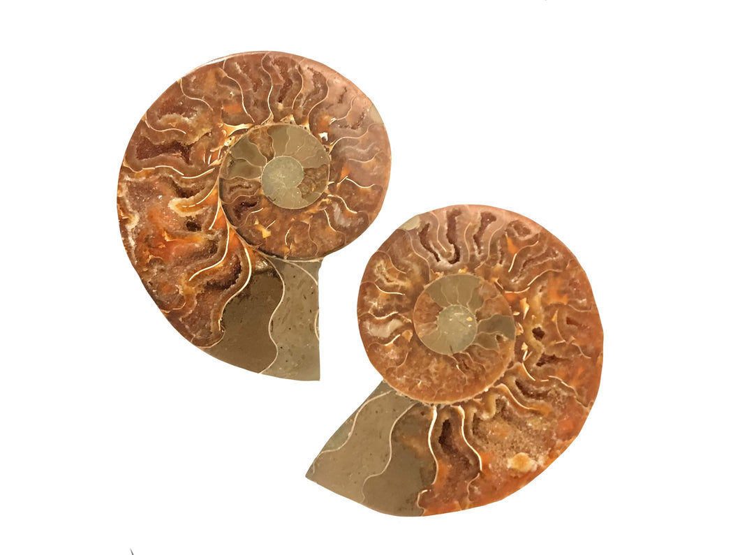 Ammonite Fossil (Pair)